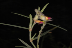 Alysicarpus pubescens